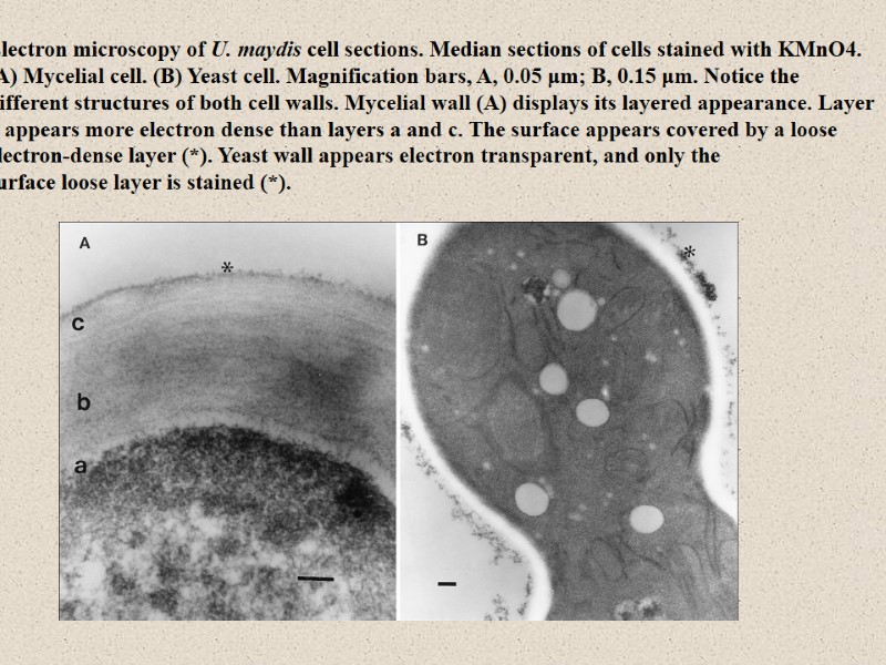 Electron microscopy of U. maydis cell sections. Median sections of cells stained with KMnO4.
